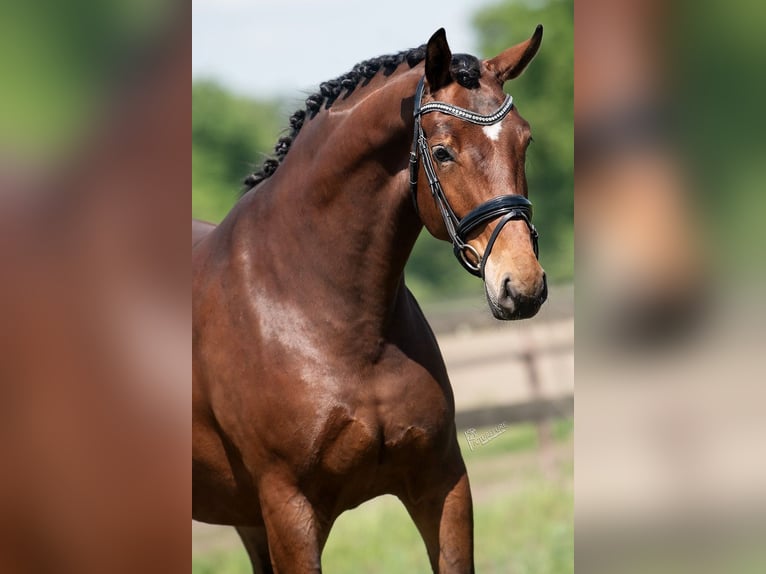 KWPN Mare 5 years 16,3 hh Brown in Peer