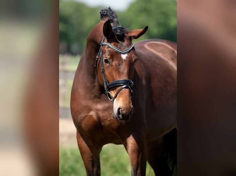 KWPN Mare 5 years 16,3 hh Brown in Peer