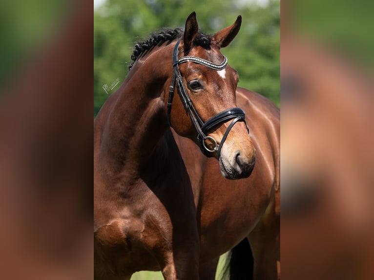 KWPN Mare 5 years 16,3 hh Brown in Peer