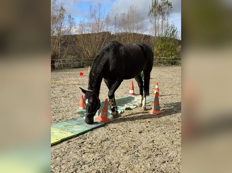 KWPN Mare 5 years 17.1 hh Black in Rothenfluh