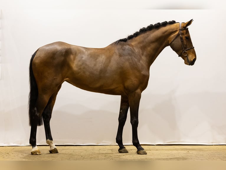 KWPN Mare 5 years 17,1 hh Brown in Waddinxveen