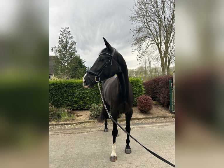 KWPN Mare 5 years 17,2 hh Black in Almere