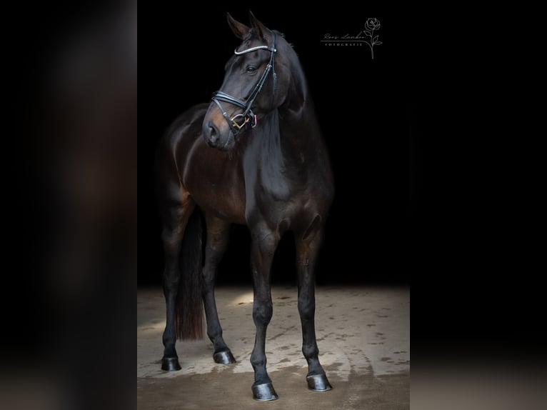 KWPN Mare 5 years 17.2 hh Smoky-Black in Anna Paulowna