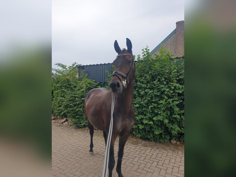 KWPN Mare 5 years 17 hh Bay-Dark in Vijlen