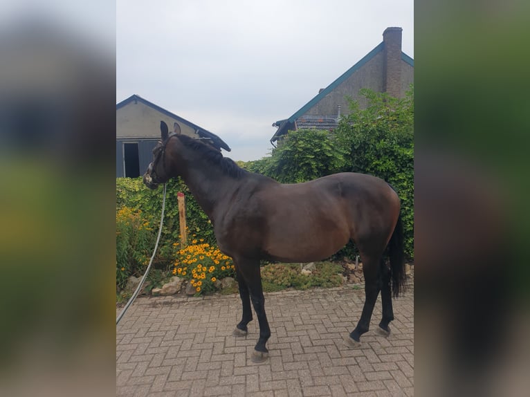 KWPN Mare 5 years 17 hh Bay-Dark in Vijlen