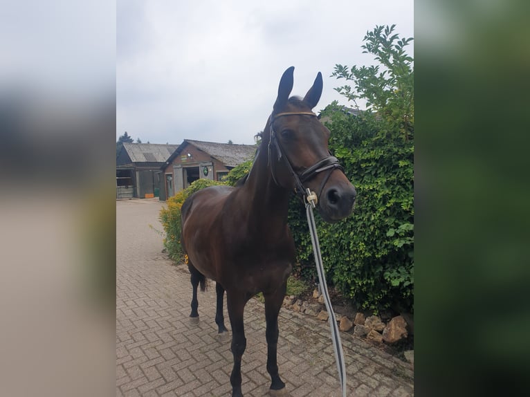 KWPN Mare 5 years 17 hh Bay-Dark in Vijlen