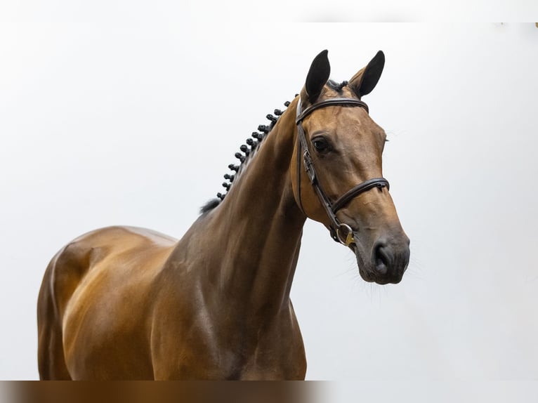 KWPN Mare 5 years 17 hh Bay-Dark in Waddinxveen