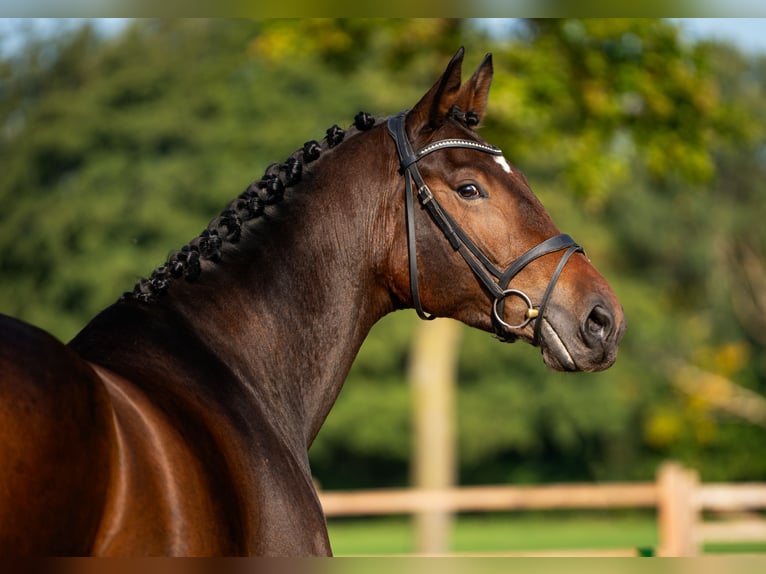 KWPN Mare 5 years 17 hh Bay in Meijel