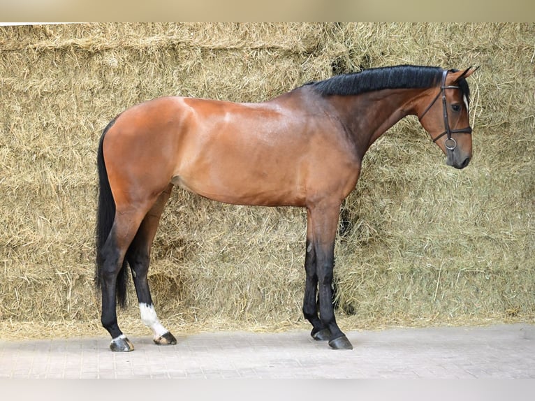 KWPN Mare 5 years 17 hh Bay in Bladel