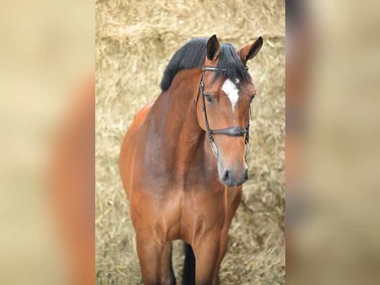 KWPN Mare 5 years 17 hh Bay in Bladel