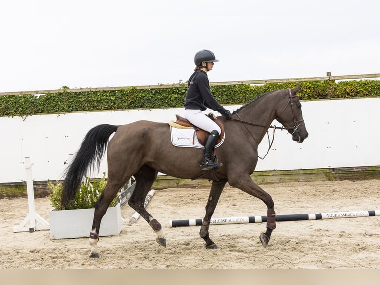 KWPN Mare 5 years 17 hh Black in Waddinxveen