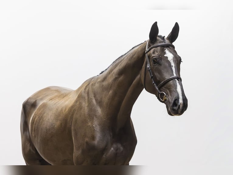 KWPN Mare 5 years 17 hh Black in Waddinxveen