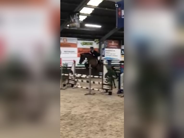 KWPN Mare 5 years 17 hh Brown in Uden