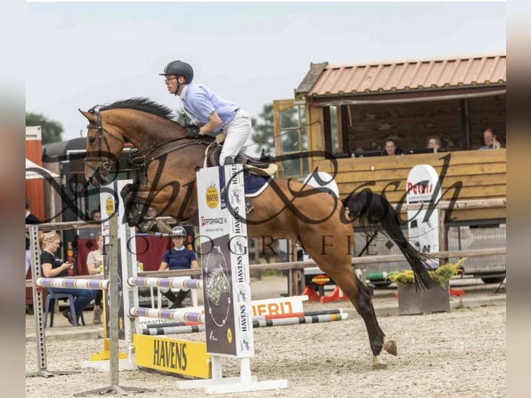KWPN Mare 5 years 17 hh Brown in Uden