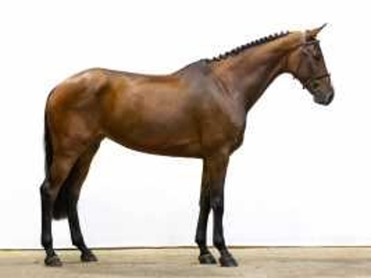 KWPN Mare 5 years 17 hh Brown in Waddinxveen