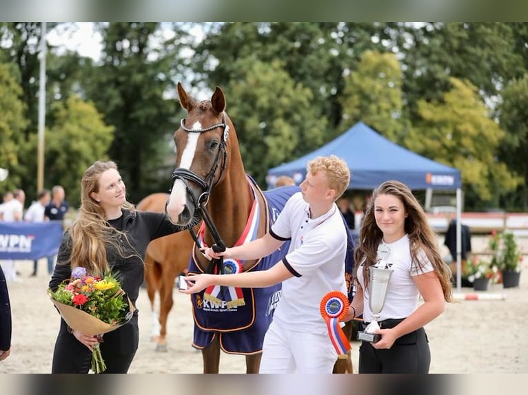 KWPN Mare 5 years 17 hh Chestnut in GROTE-BROGEL