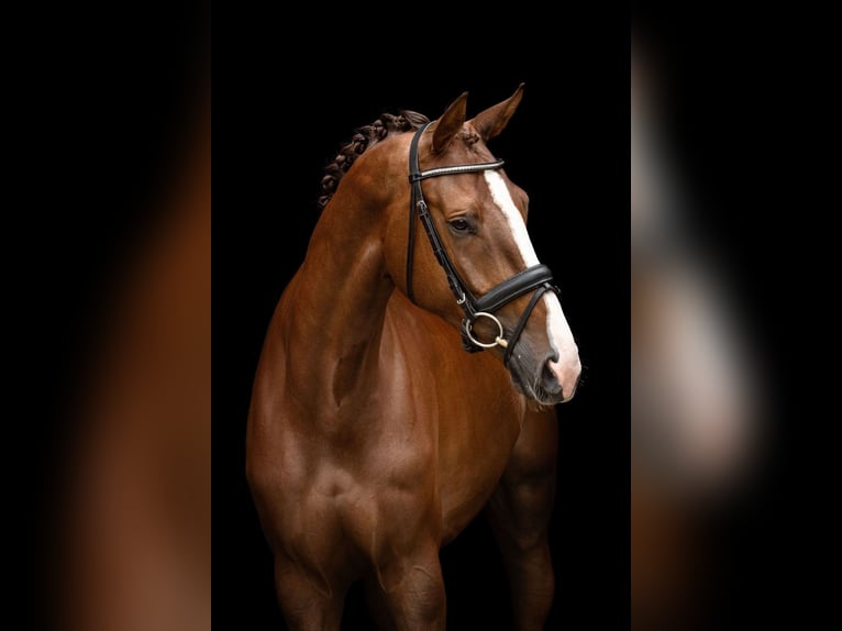 KWPN Mare 5 years 17 hh Chestnut in GROTE-BROGEL