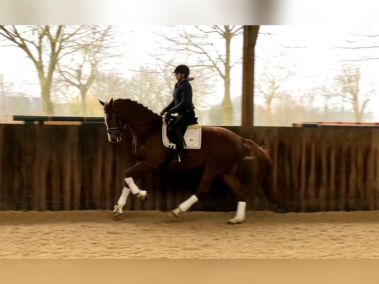 KWPN Mare 5 years 17 hh Chestnut-Red in Neeritter
