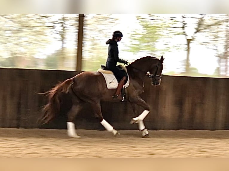 KWPN Mare 5 years 17 hh Chestnut-Red in Neeritter