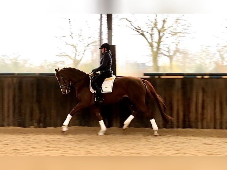 KWPN Mare 5 years 17 hh Chestnut-Red in Neeritter