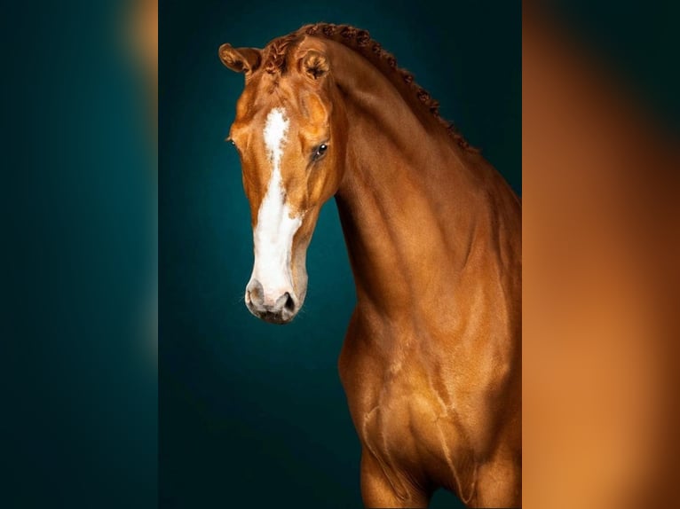 KWPN Mare 5 years 17 hh Chestnut-Red in Oudega
