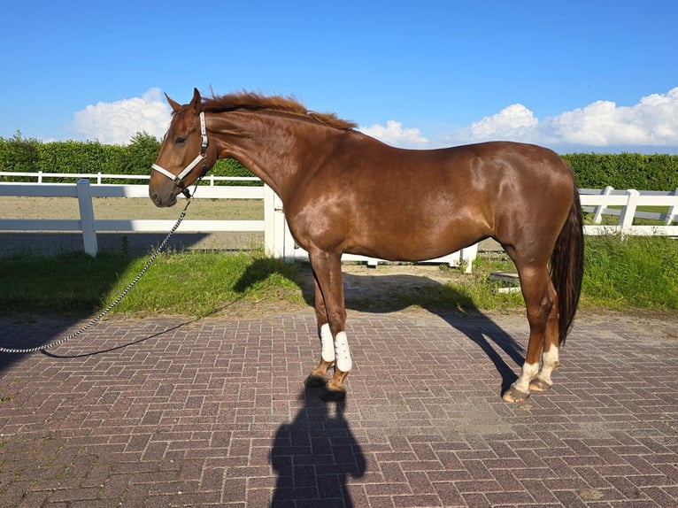 KWPN Mare 5 years 17 hh Chestnut-Red in Venhuizen