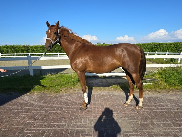 KWPN Mare 5 years 17 hh Chestnut-Red in Venhuizen