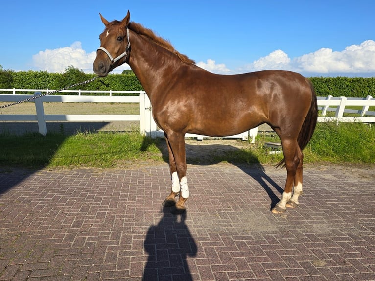 KWPN Mare 5 years 17 hh Chestnut-Red in Venhuizen