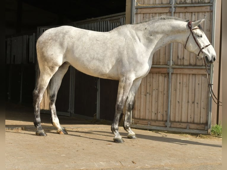 KWPN Mare 5 years 17 hh Grey in Geilenkirchen
