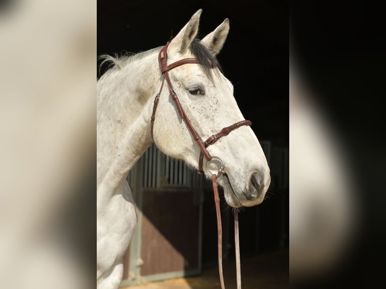 KWPN Mare 5 years 17 hh Grey in Geilenkirchen