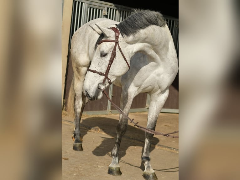 KWPN Mare 5 years 17 hh Grey in Geilenkirchen