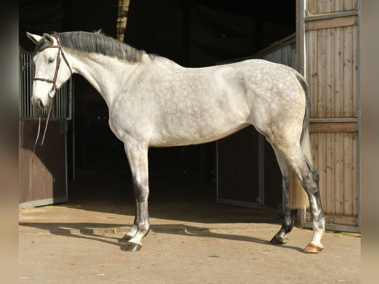 KWPN Mare 5 years 17 hh Grey in Geilenkirchen