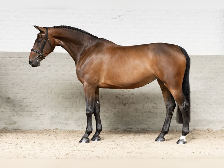 KWPN Mare 5 years 17 hh  in WK Heerde