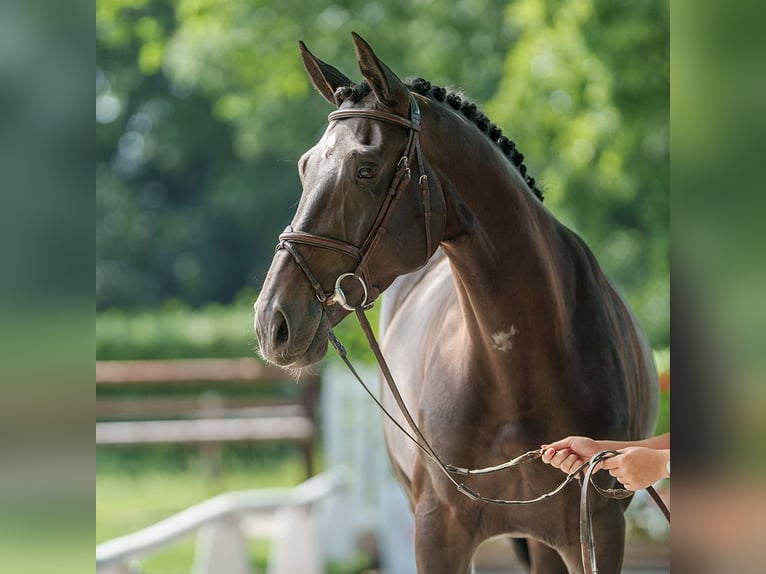 KWPN Mare 5 years 17 hh Smoky-Black in Münster