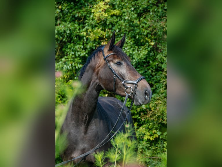 KWPN Mare 5 years 17,1 hh Gray-Dark-Tan in Oostkapelle