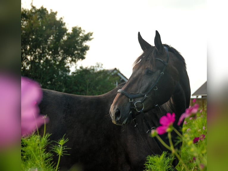 KWPN Mare 5 years 17,1 hh Gray-Dark-Tan in Oostkapelle