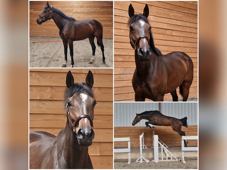 KWPN Mare 5 years Bay-Dark in Den Ham KWPN Mare 5 years Bay-Dark in Den Ham
