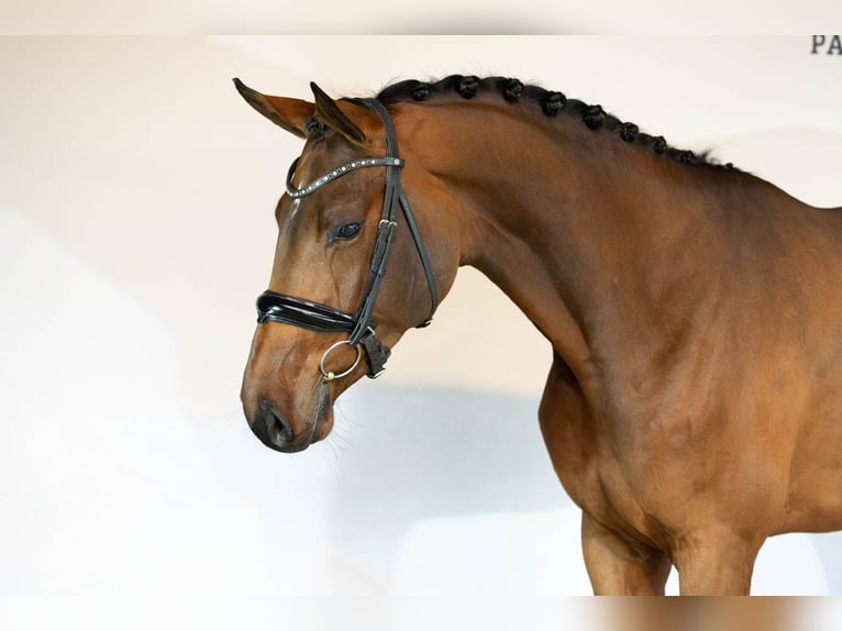 KWPN Mare 5 years Brown in Heerde