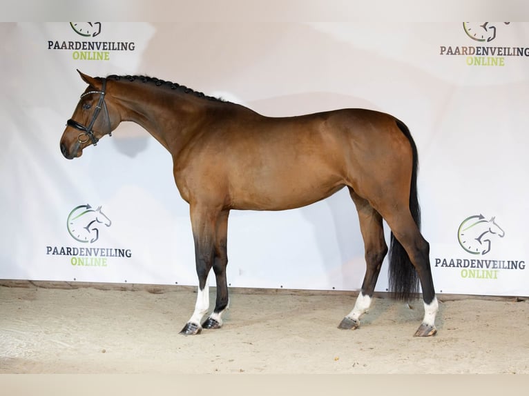 KWPN Mare 5 years Brown in Heerde