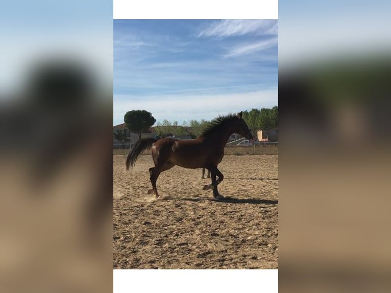 KWPN Mare 5 years Chestnut-Red in Cabrerizos