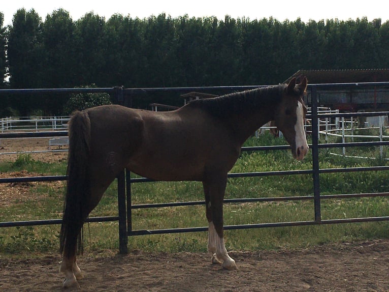 KWPN Mare 5 years Chestnut-Red in Cabrerizos
