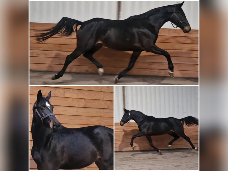 KWPN Mare 5 years in Den Ham