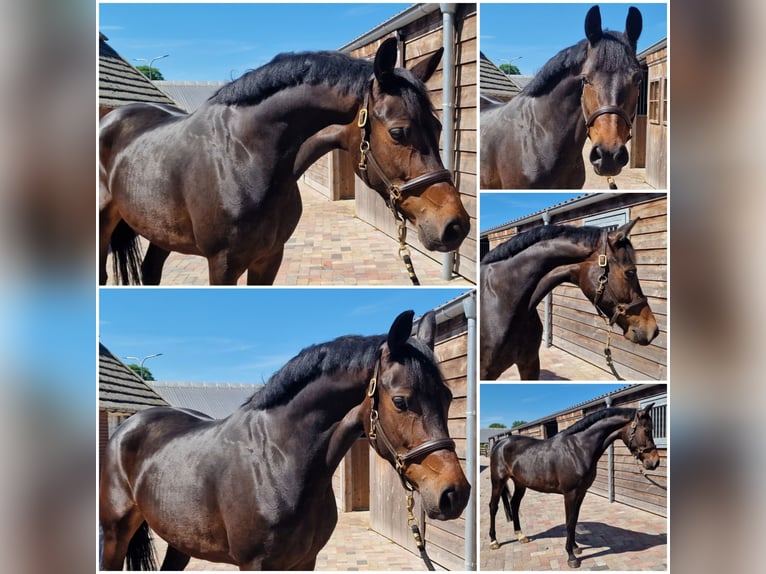 KWPN Mare 5 years in Den Ham KWPN Mare 5 years in Den Ham