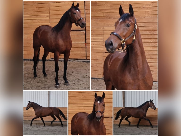 KWPN Mare 5 years in Den Ham KWPN Mare 5 years in Den Ham