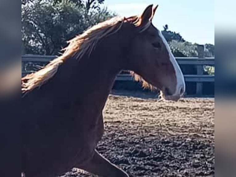 KWPN Mare 6 years 15,1 hh Palomino in Chiclana de la Frontera