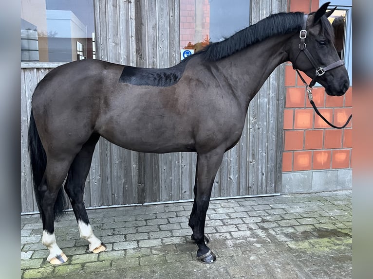 KWPN Mare 6 years 15,1 hh Smoky-Black in Wees