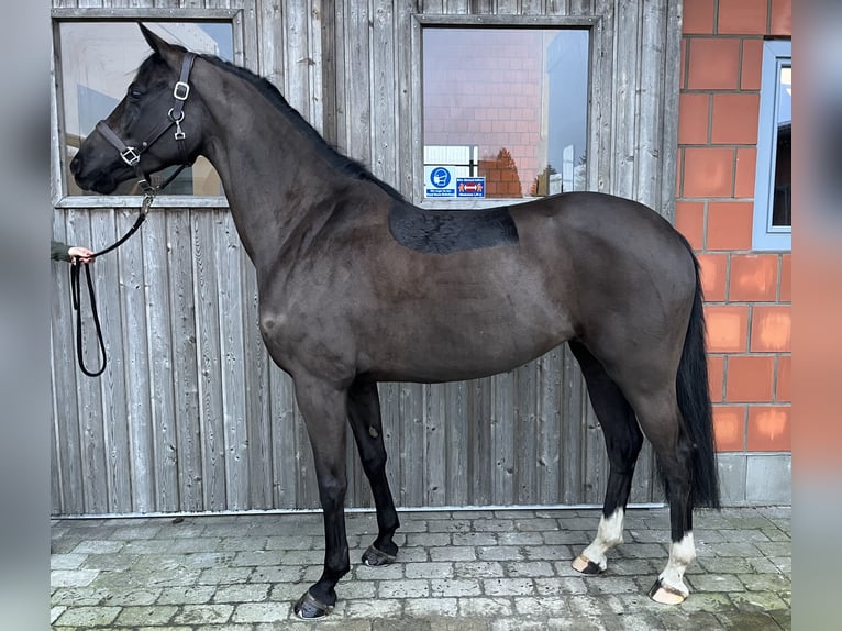 KWPN Mare 6 years 15,1 hh Smoky-Black in Wees