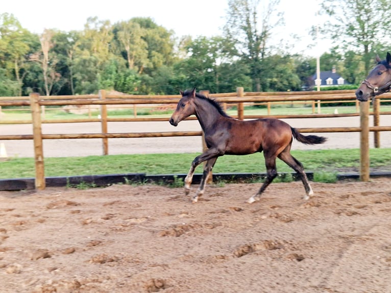 KWPN Mare 6 years 15,2 hh Bay-Dark in Neerkant