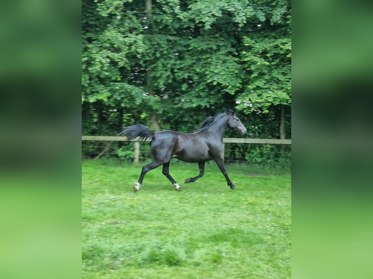 KWPN Mare 6 years 15.2 hh Bay-Dark in Holtheme