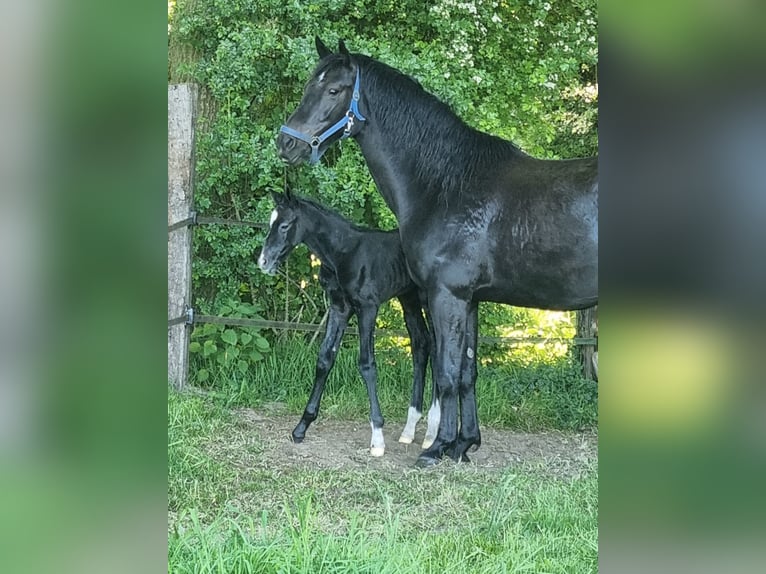KWPN Mare 6 years 15.2 hh Bay-Dark in Holtheme